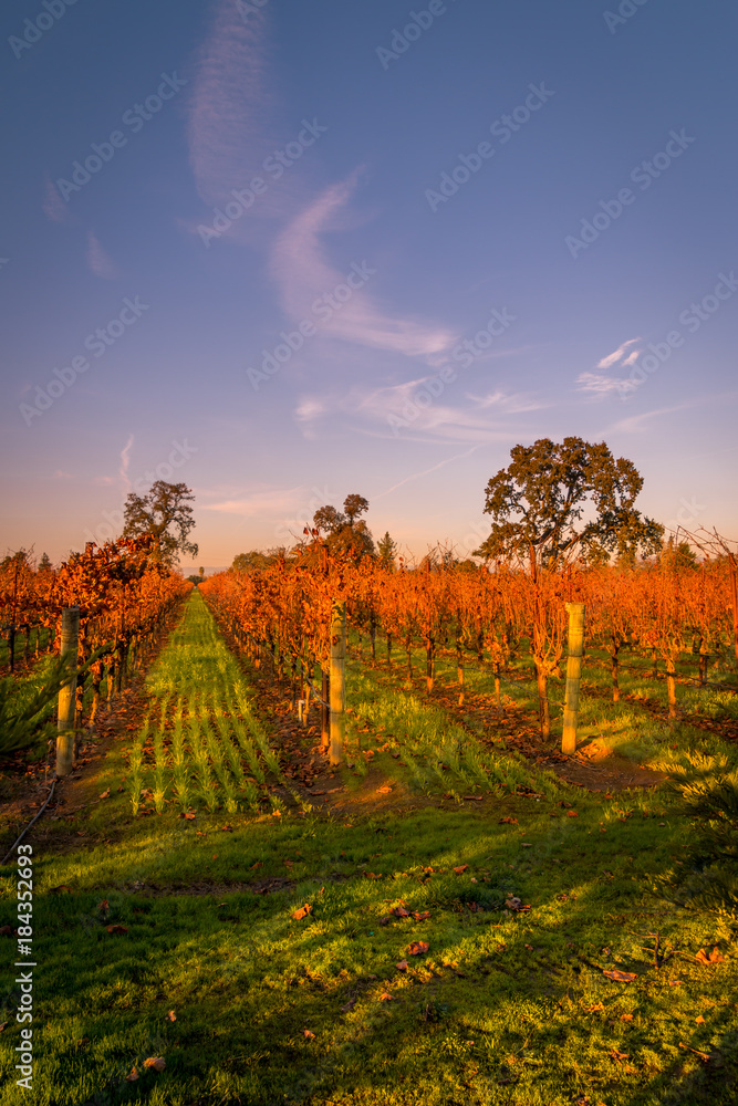 Autumn sunset in a vineyard. Looking down a two rows of vines with red leaves. Green grass is growing in the rows. Trees are in the background. A deep blue sky with pink clouds are in the background. 