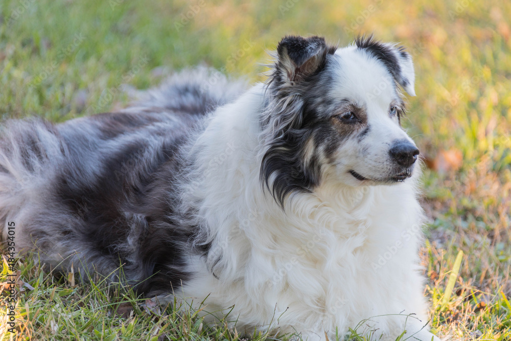 Australian Shepherd Dog