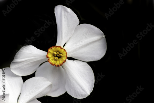 Photography Flower in a paris garden