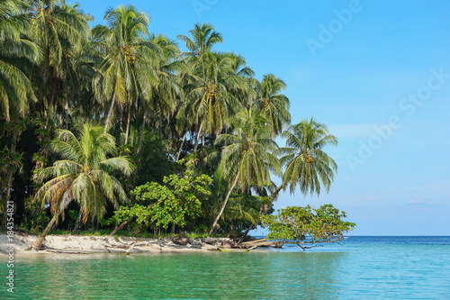 Lush tropical seashore with coconut palm trees and almond trees  Caribbean sea  Bocas del Toro  Panama  Central America