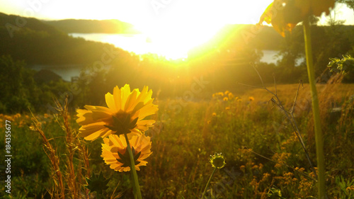 Daisy at Sunset