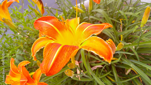 Blooming Orange Lily
