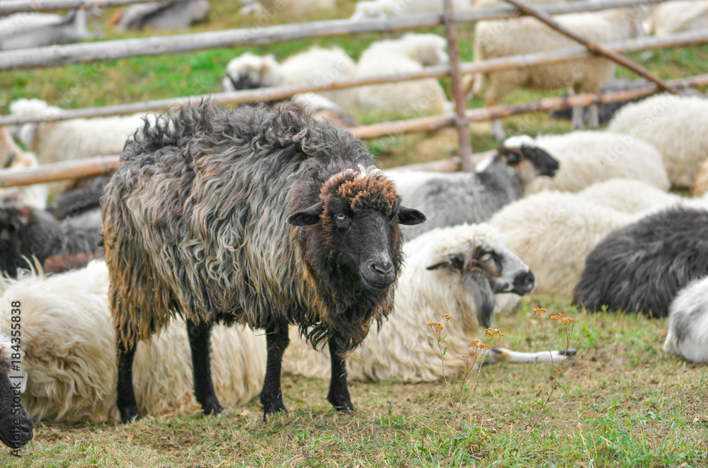 Sheep in paddock outdoors