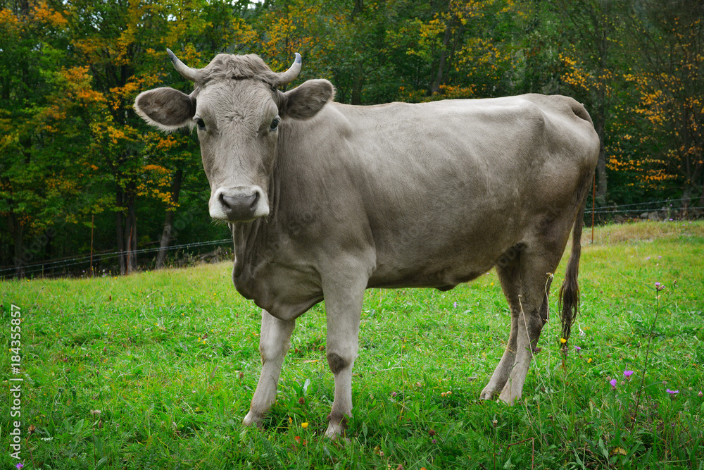 Grey cow on field with green grass