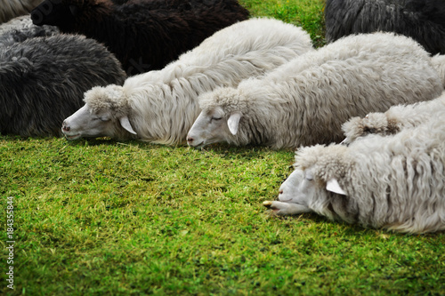 Sheep on green grass photo