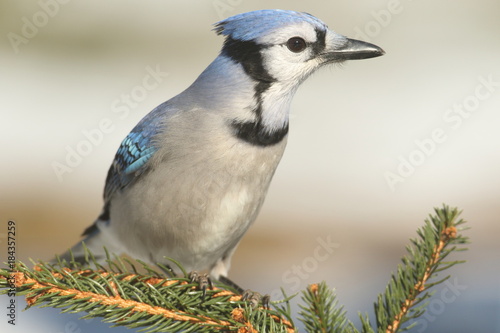 Blue Jay (cyanocitta cristata)