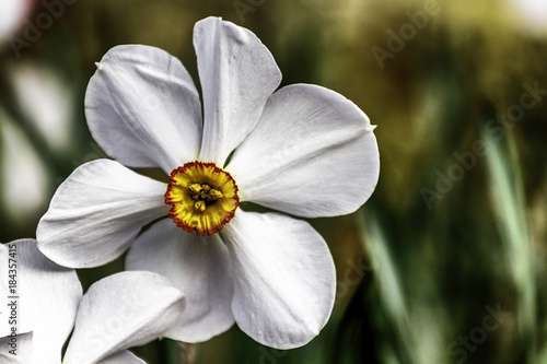 Canvas Print Flower in a paris garden