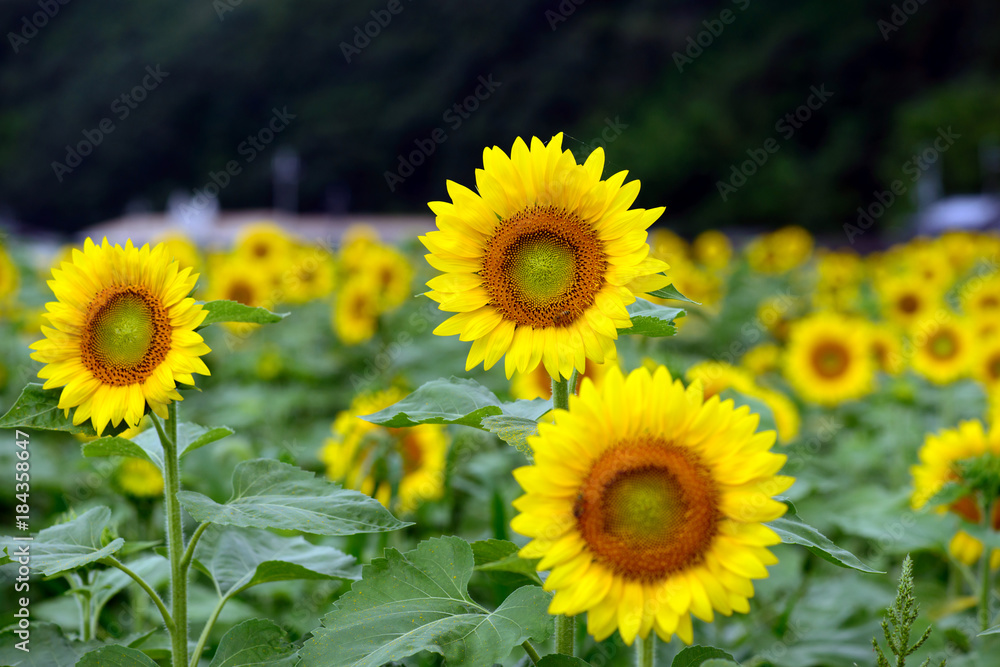 Obraz premium 咲き誇るひまわりの花