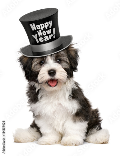 Smiling havanese puppy dog is wearing a Happy New Year top hat