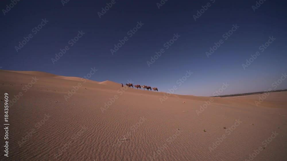 Camel caravan in the Desert, Passing Through Camel caravan in the Desert, Passing Through