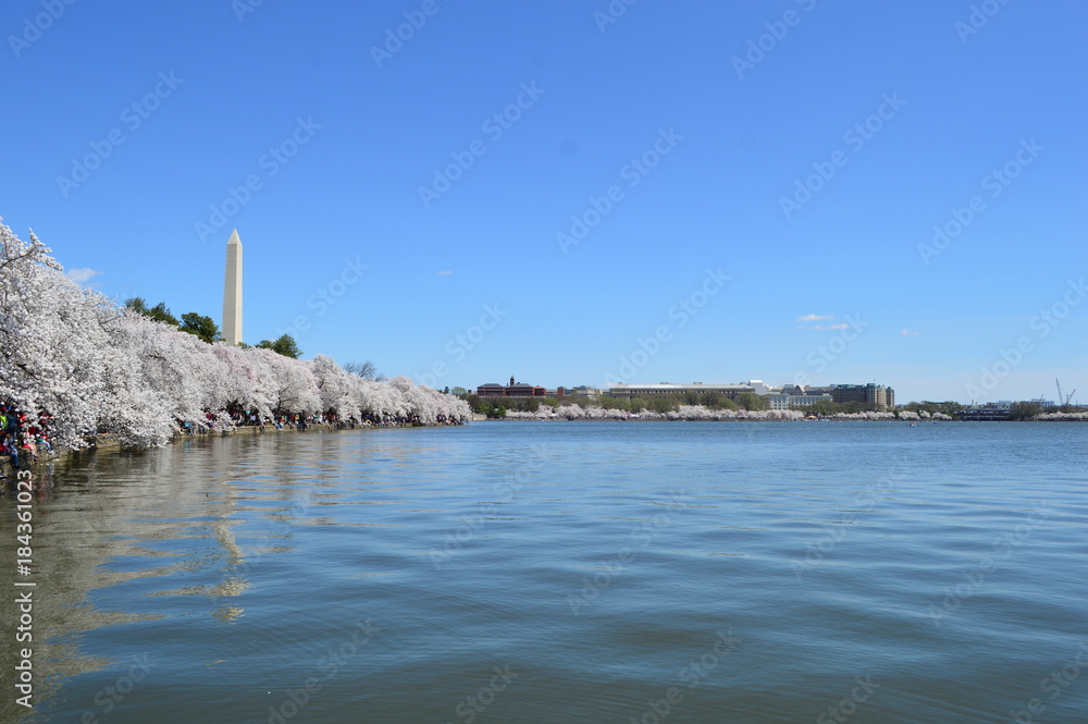 Washington DC, Columbia, USA - April 11, 2015: Washington Monument and cherry trees in bloom