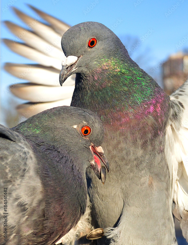 Obraz premium great grey pigeons closeup