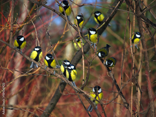 lot of Tits on the branch of a Bush