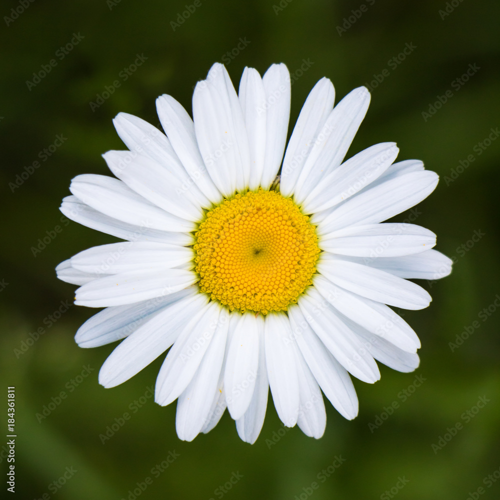 Obraz premium Daisy from above