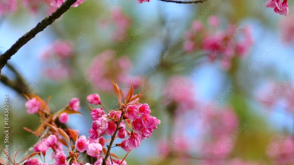 The background image of the colorful flowers, background nature, 4K The background image of the colorful flowers, background nature, 4K