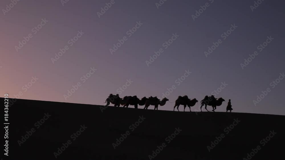 Camel Caravan Silhouette at sunset in the middle of the desert Camel Caravan Silhouette at sunset in the middle of the desert