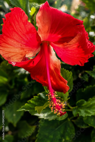 Hibiscus closeup