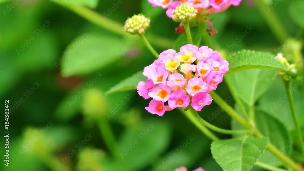 The background image of the colorful flowers, background nature, 4K The background image of the colorful flowers, background nature, 4K