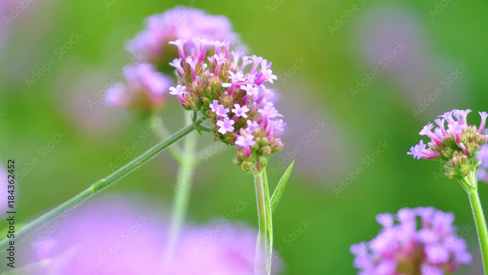 The background image of the colorful flowers, background nature, 4K The background image of the colorful flowers, background nature, 4K