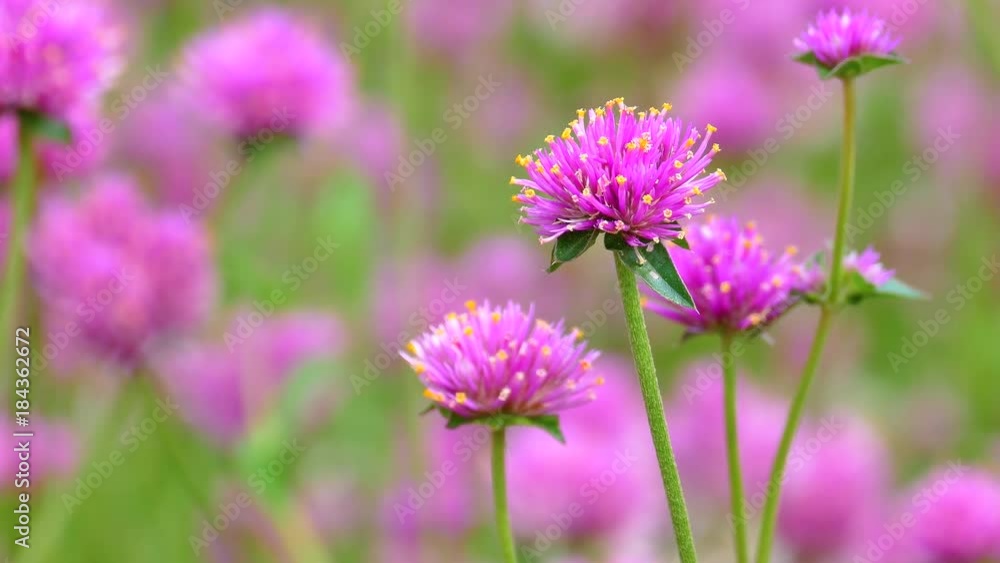 The background image of the colorful flowers, background nature, 4K The background image of the colorful flowers, background nature, 4K
