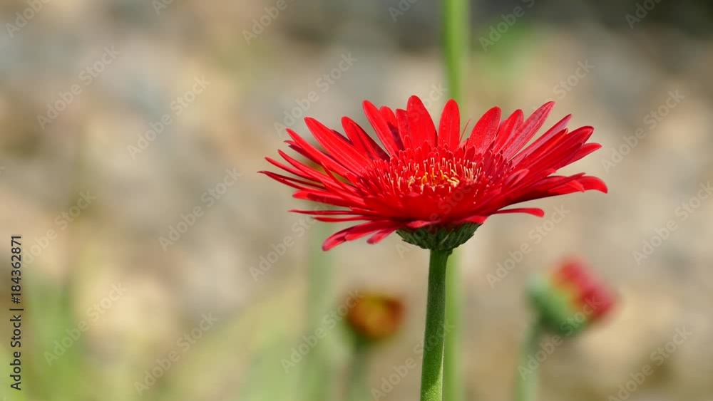 The background image of the colorful flowers, background nature, 4K