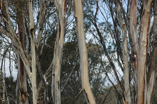 Sydney Blue Gums