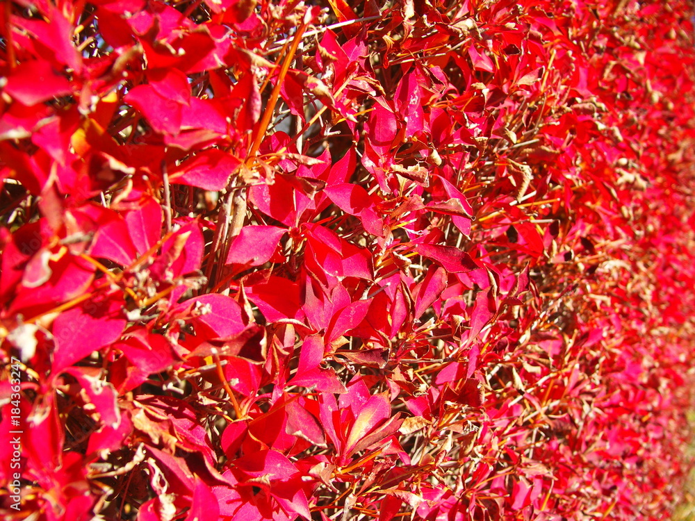 紅葉のドウダンツツジの生垣