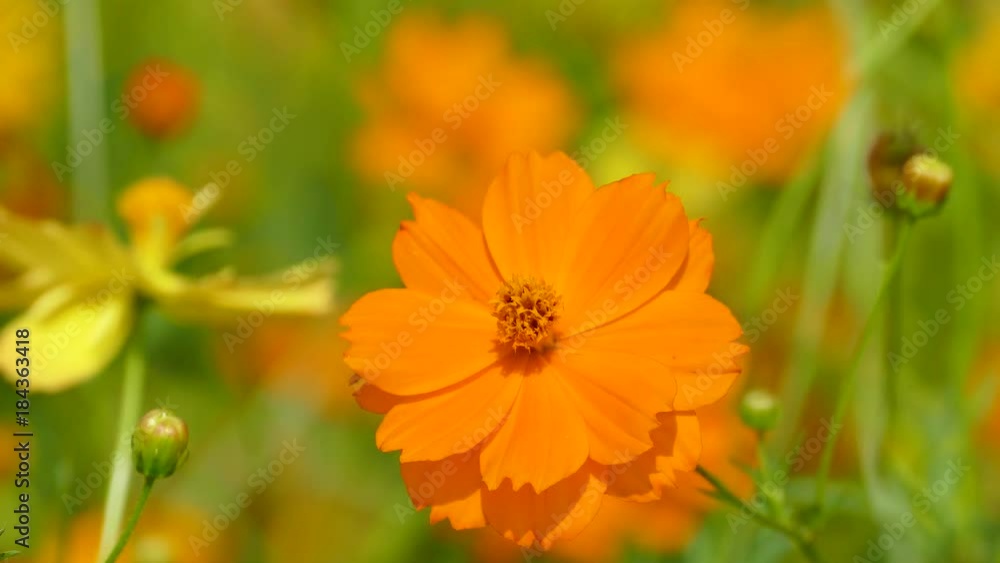 The background image of the colorful flowers, background nature, 4K The background image of the colorful flowers, background nature, 4K