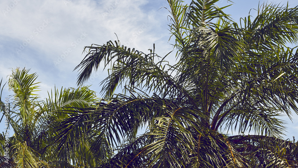 date palm tree with sky