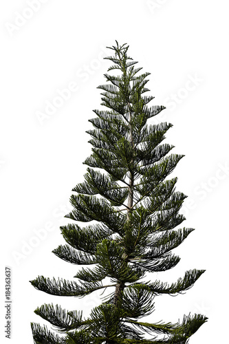 spruce tree isolated on white
