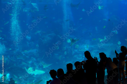 people observing fish in aquarium  , Ocean fish in tank