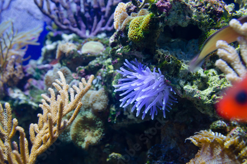 coral in deep blue sea
