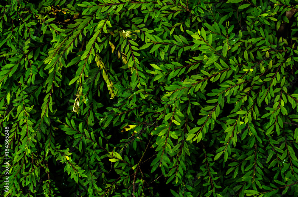 foliage texture background , low key image type ,vintage tone color leaf texture