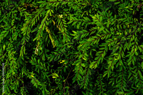 foliage texture background , low key image type ,vintage tone color leaf texture © slonme