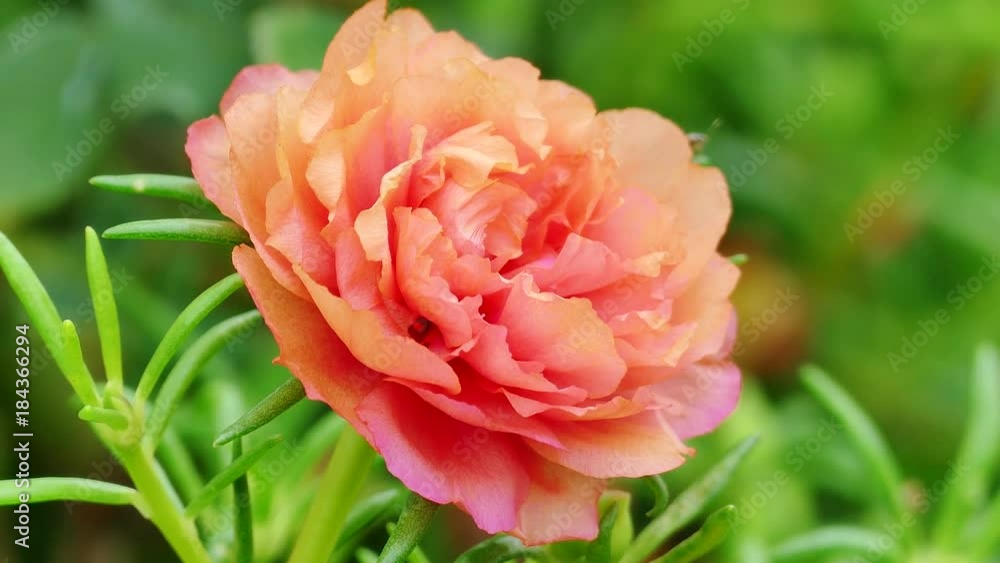 The background image of the colorful flowers, background nature, 4K The background image of the colorful flowers, background nature, 4K