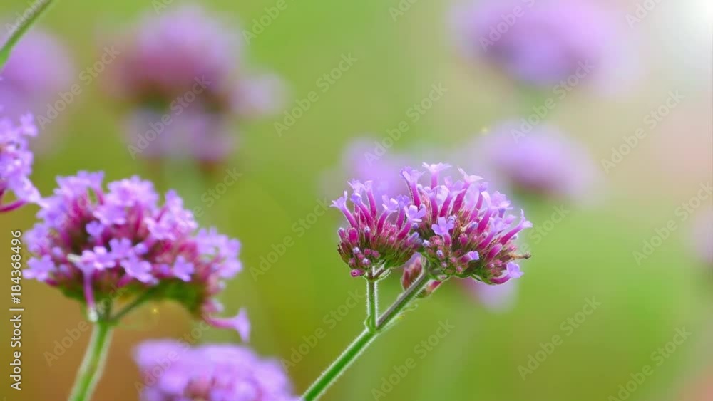 The background image of the colorful flowers, background nature, 4K The background image of the colorful flowers, background nature, 4K