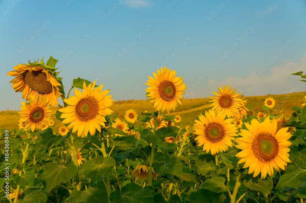 Field of sunflowers with yellow petals and ripe seeds and blue sky