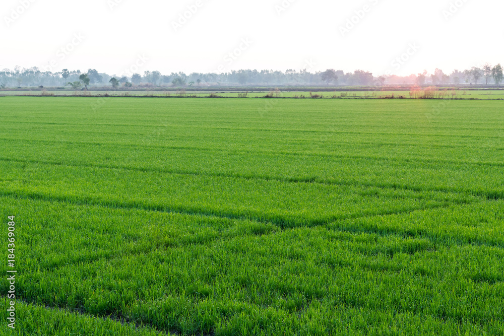 Naklejka premium Rice field view, fresh green leaves at dawn.