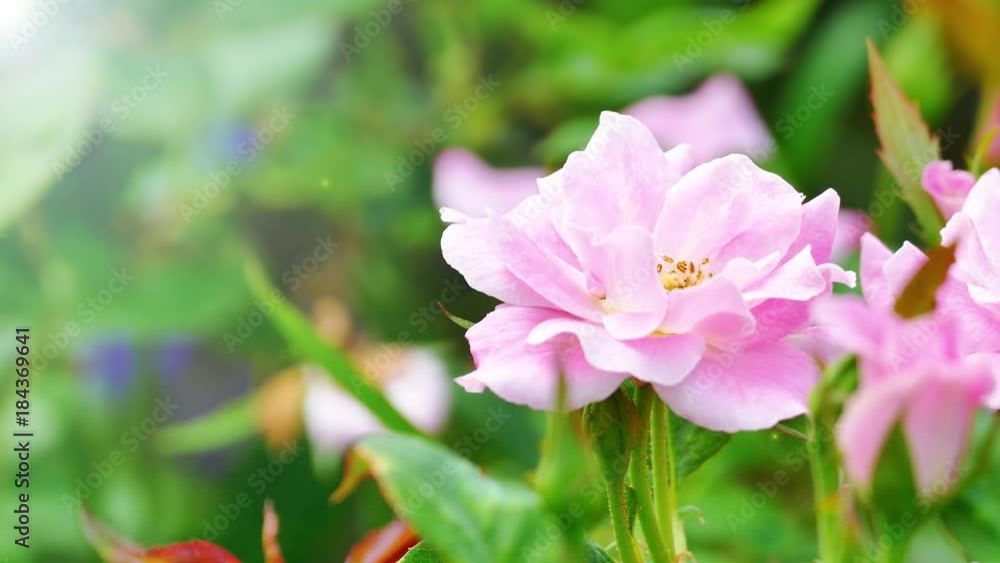 The background image of the colorful flowers, background nature, 4K The background image of the colorful flowers, background nature, 4K