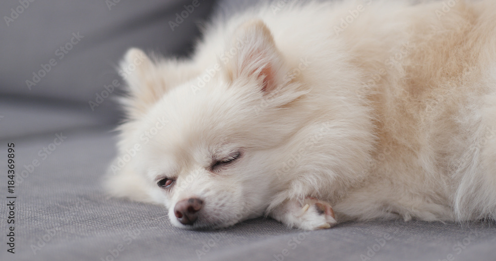 White pomeranian dog sleep on sofa