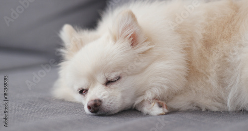 White pomeranian dog sleep on sofa