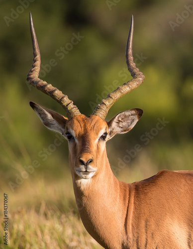 Alert Male Impala Antelope