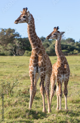 Young Giraffe Brothers