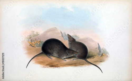 Marsupial mice photo