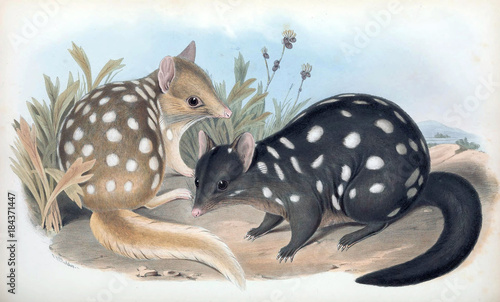 Tiger quoll photo