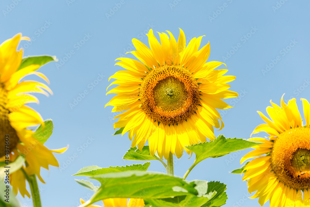 Beautiful Sunflowers garden natural background. Summer landscape. Beautiful Sunflowers garden natural background. Summer landscape.