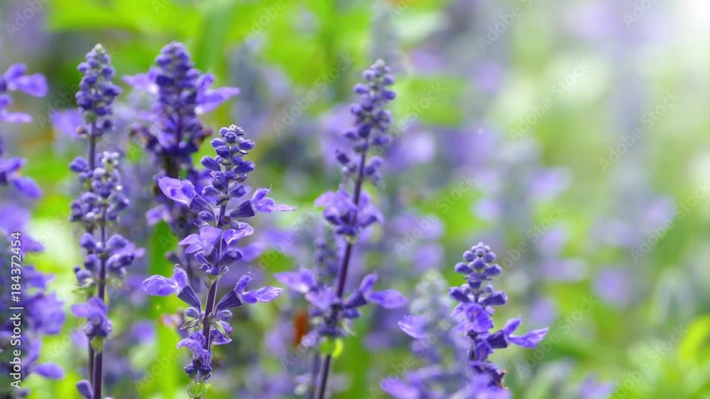 The background image of the colorful flowers, background nature, 4K The background image of the colorful flowers, background nature, 4K