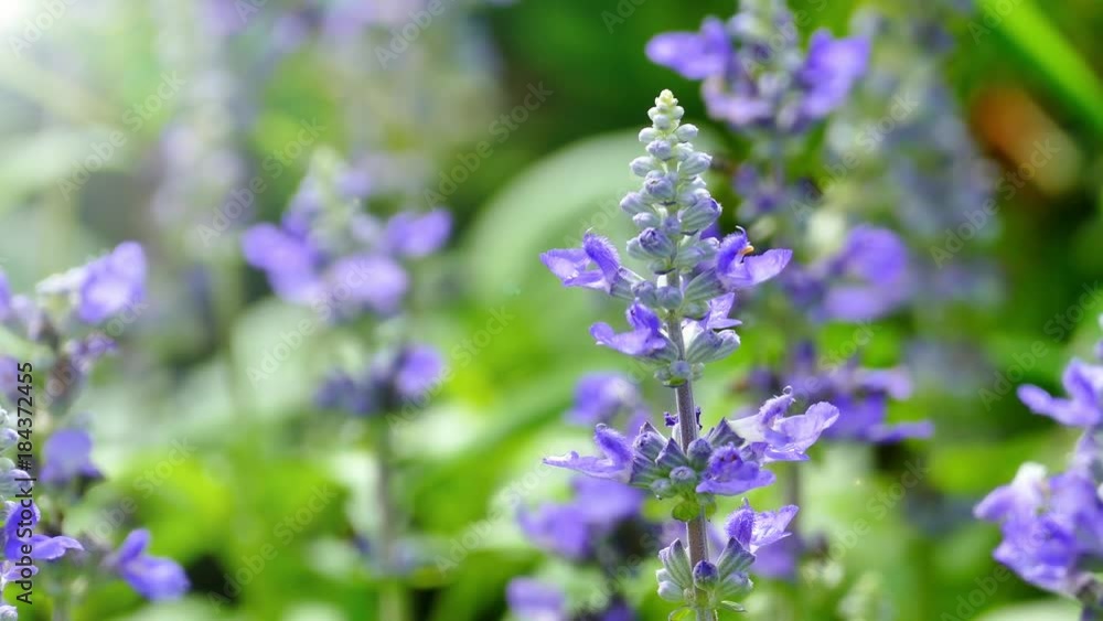 The background image of the colorful flowers, background nature, 4K The background image of the colorful flowers, background nature, 4K