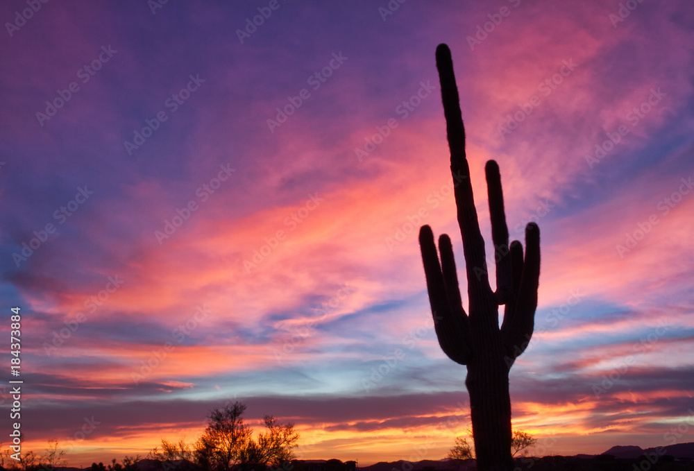 Saguaro at Sunset