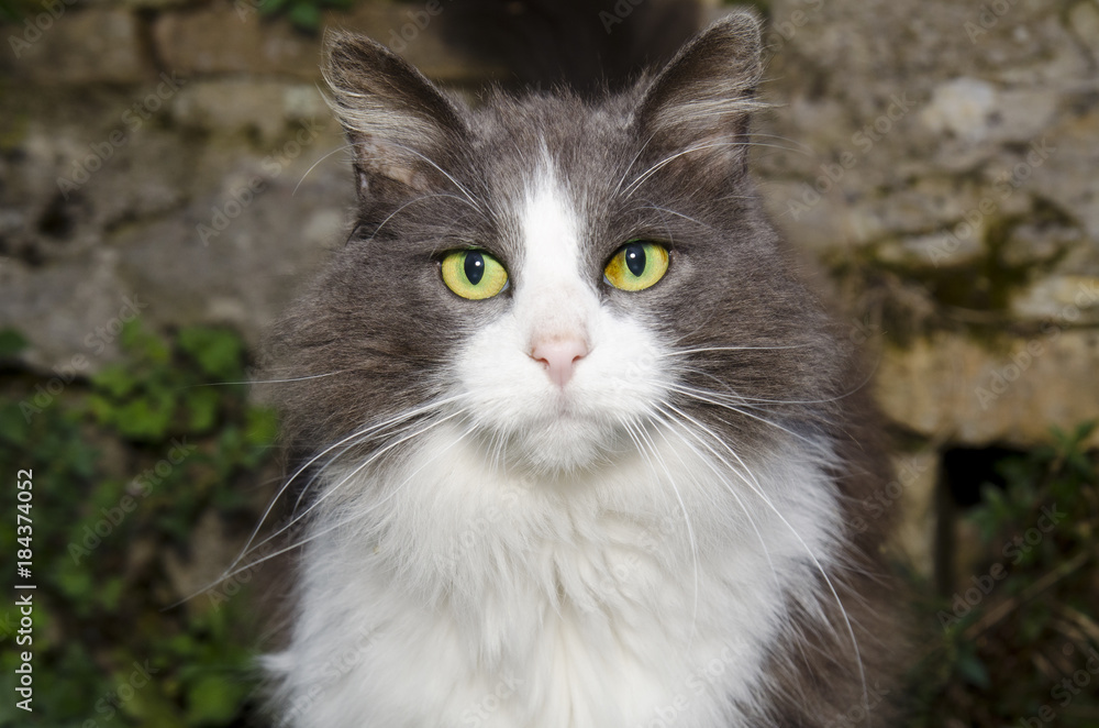 Green Eyed Cat